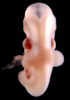 day 32 human embryo photograph