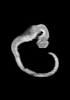 day 33 human embryo MRI animation