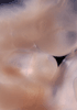 day 33 human embryo photograph