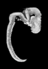 day 47 human embryo MRI animtaion