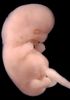 day 47 human embryo photograph