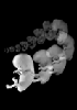 day 28-56 human embryo time-lapse