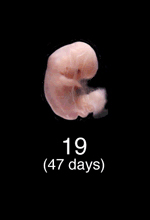 Stage 19 Embryo Image